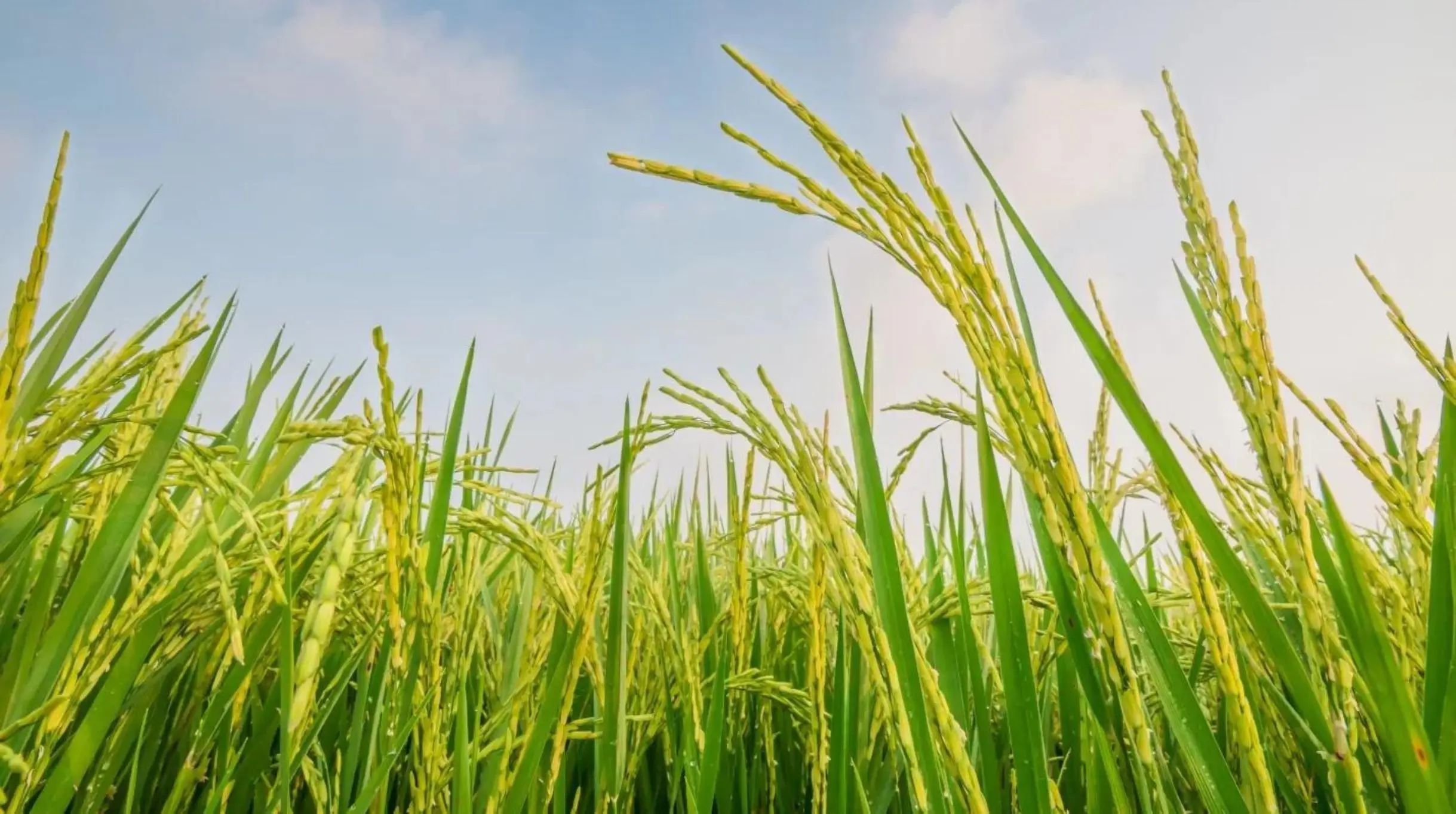 Net Zero cho nền văn minh lúa nước, trách nhiệm của chúng ta